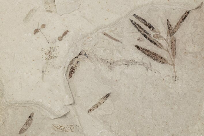 Plate of Fossil Leaves and Ants - Green River Formation, Utah #213396